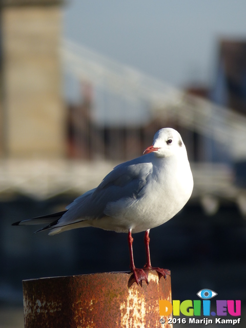 FZ025408 Black-headed gull (Chroicocephalus ridibundus)